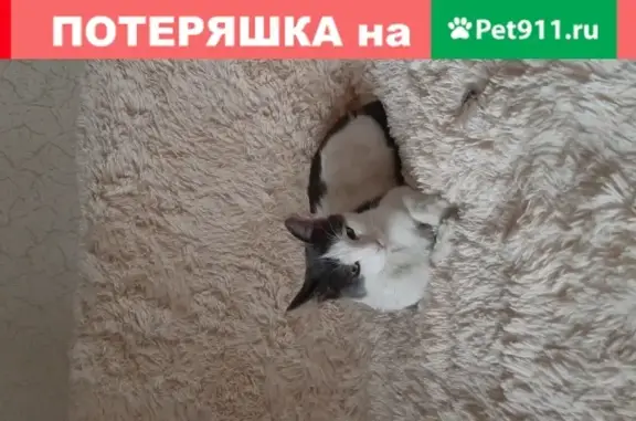 Найдена кошка на ул. Виноградова 4, Москва