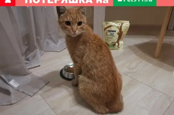 Кот найден около метро Кантемировская