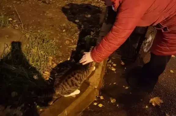 Найдена кошка на Пулковской улице, контакт 89500002536