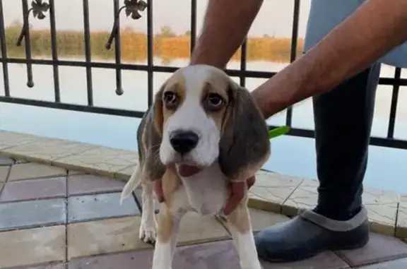 Найдена собака с клеймом в Ростове