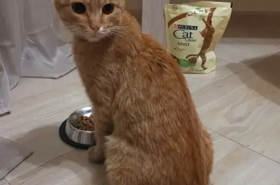 Найдена ласковая кошка с ошейником в Москве