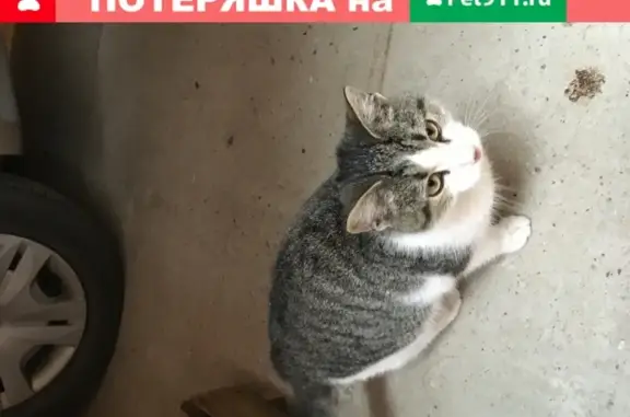 Найден домашний котенок в Ершово, ищет новый дом