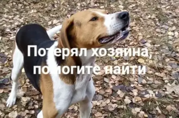 Найдена собака в Рогожино, Липецкая обл.