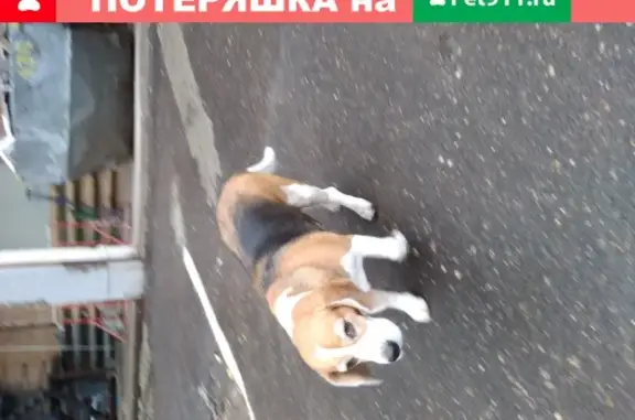 Собака найдена на Варшавском ш. 129к2с2 в Москве
