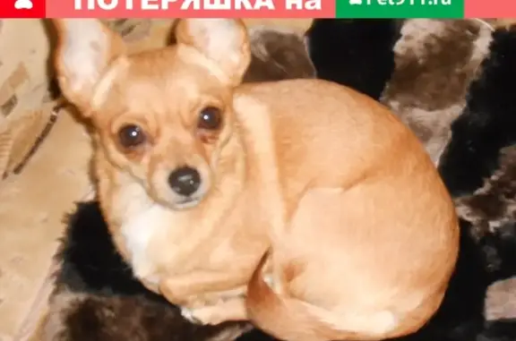 Пропала собака Муля на Мичуринской, нуждается в лечении