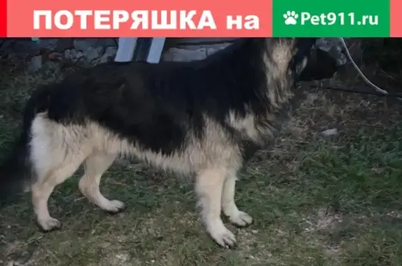 Найдена собака Овчарка в Тульской области, ищем хозяина.
