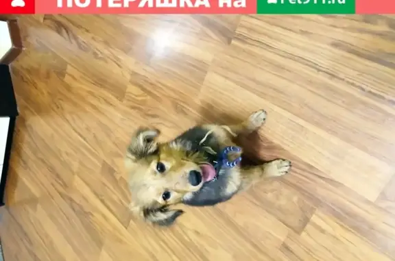 Найден щенок на улице Тургенева, ищу хозяев