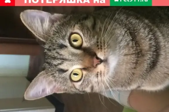 Пропала кошка Петруша на Волгоградском проспекте 17