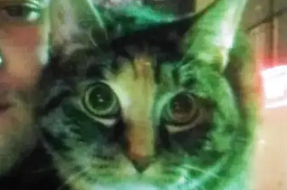 Кошки потеряшки, Санкт-Петербург, фото: Потеряшка кошка на Кантемировской улице, СПб, ул. Харченко, 3