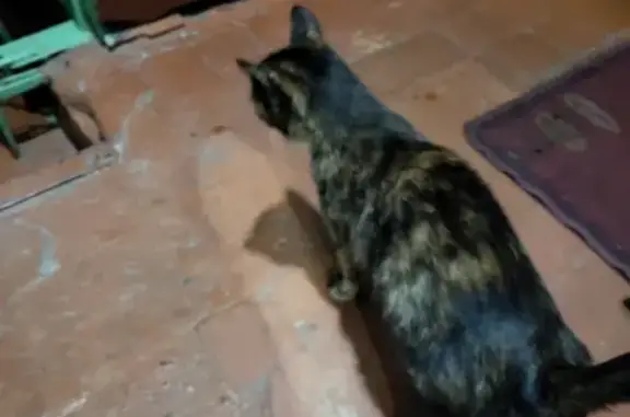 Найдена кошка в Омске на ул. 12 Декабря
