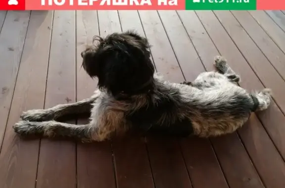 Пропала собака Купер в Васьково-Дачном.
