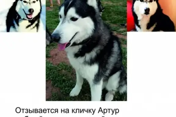 Пропала собака сибирский хаски в Ростоши-2, Оренбург