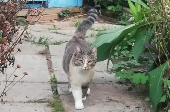 Пропала кошка в Раменском районе, Московская область