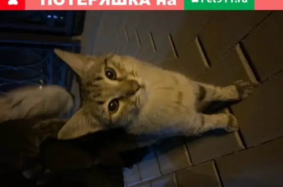 Потерянная кошка на 17 пристани, Астрахань