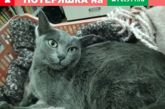 Найдена кошка в Чурилово, спокойная и домашняя
