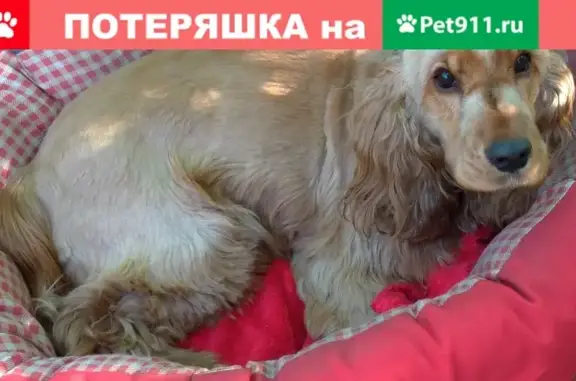Пропала собака Лада на улице Дубининская, Москва