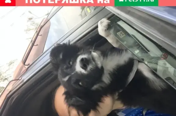 Пропала собака Скуби в Михайловске на ул. Любимая, д.1.