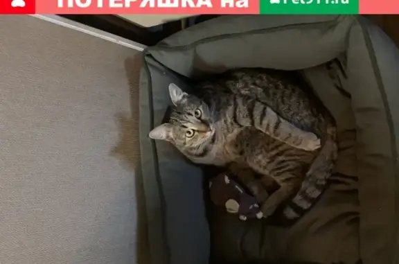 Пропала кошка Котик на Волгоградском проспекте 17