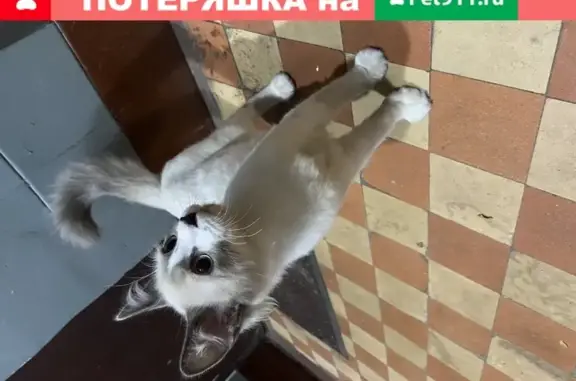 Найден котенок на пр. Маршала Жукова, 58