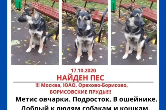 Найден пес на Борисовских прудах в Москве