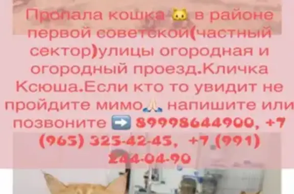 Пропала кошка КСЮШа в Орехово-Зуево