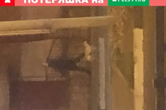 Найдена собака на улице Гагарина/ул. Революционная, Самара.
