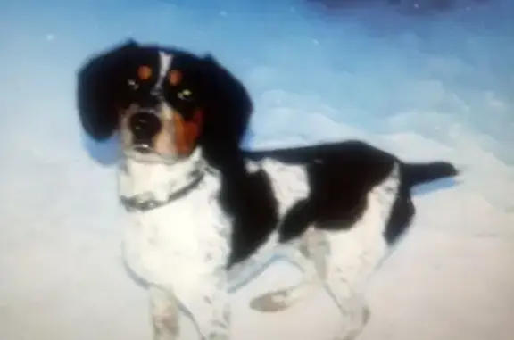 Пропала собака Север в Вологде, помогите найти!