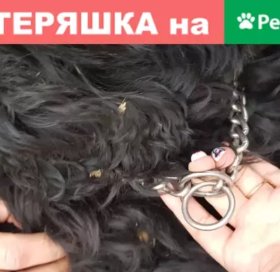 Собака найдена на Связистов 15 в Новосибирске