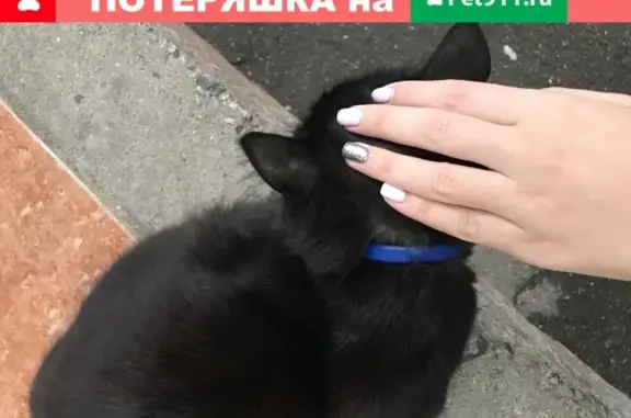 Найдена кошка на Сосновой 30 г. Одинцово