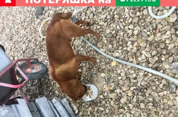 Голодная собака в Котеджном пос. Ромашково ищет хозяев