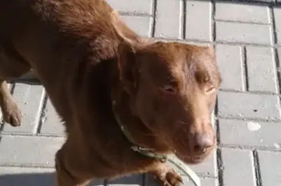 Найдена собака на Шекснинской, ищет дом