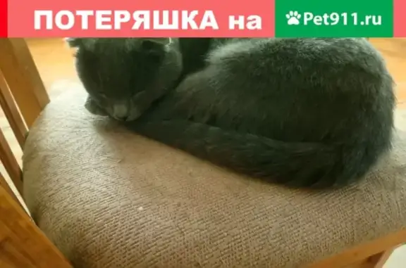 Найдена кошка, , фото: Отдаю в добрые руки: серый вислоухий кот, Ростовская область