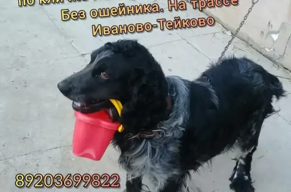 Пропала собака на трассе Иваново-Тейково: Ром, русский охотничий спаниель