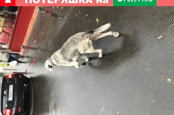 Найден пёс возле м. Щелковская в Москве