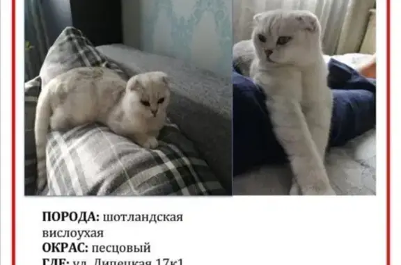 Пропала кошка по адресу Липецкая ул. 17-1, Москва