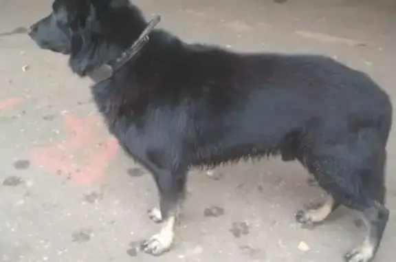Найдена собака Овчарка на платформе 43-й км Ярославской ж/д, без адресника