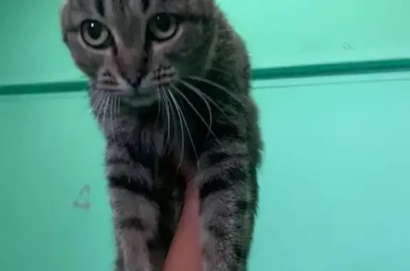 Найдена ласковая кошка на Осташковской