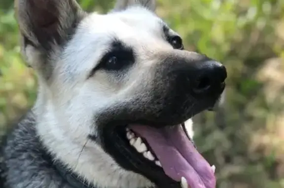 Пропала собака Элис из СНТ «Строитель» в Жаворонках, Одинцовский район