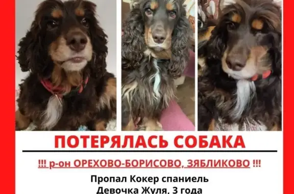Пропала собака Жуля в Москве