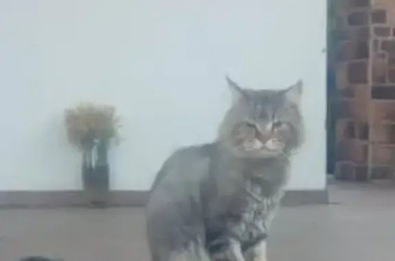 Пропала кошка в Видном, вознаграждение