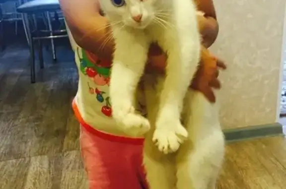 Пропала кошка в Саратове с голубыми глазами и серым пятном на лбу