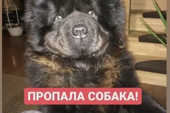 Пропала собака в пос. Ашукино, Московская область