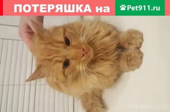 Ласковый котик найден в Люберцах, пос. Калинина, 94