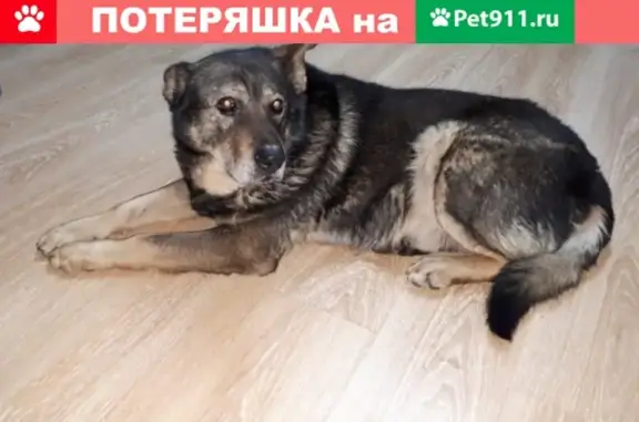 Пропала собака в Мытищах, ул. Селезнева, 23