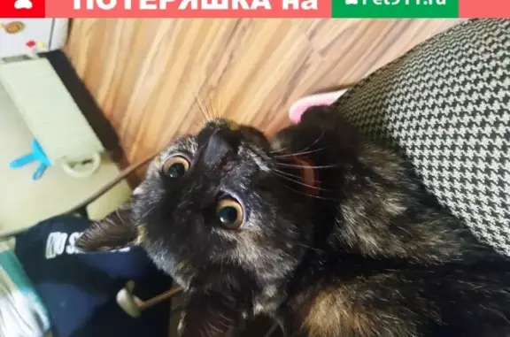 Найдена кошка на Арбатско-Покровской, метро Строгино