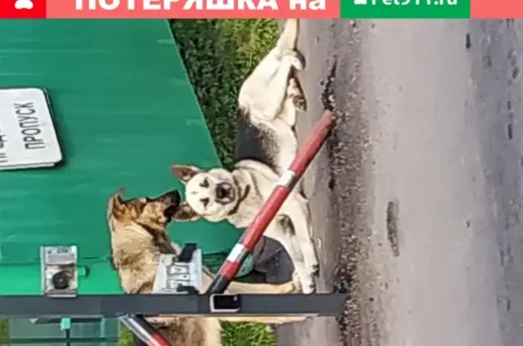 Собака найдена в д. Алачково, Чеховский район (39)