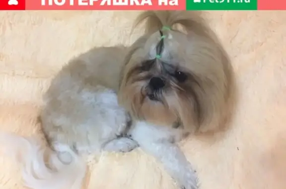 Собаки потеряшки, Томск, фото: Потеряшка собака Рика, Иркутский 80.