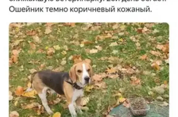Найдена собака породы Бигль возле метро Кожуховская, без клейма и чипа.