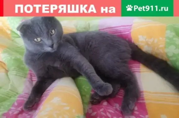 Найдена кошка, , фото: Кот шотландский вислоухий ищет дом (Россия, Волгодонск)