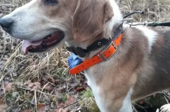 Собаки потеряшки, Тверь, фото: Потеряшка собака Булат в Лихославском районе, Тверь